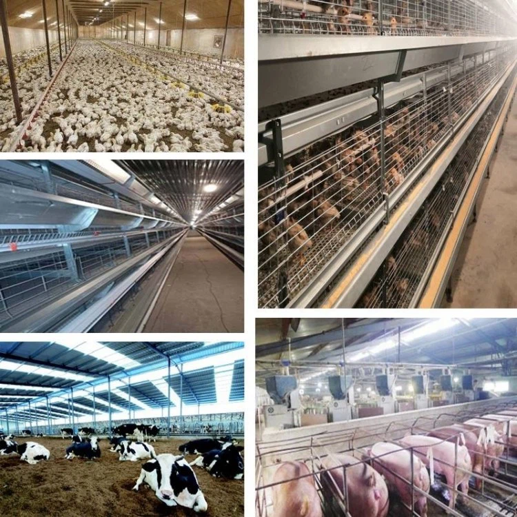 led poultry light 5 led poultry light 5
