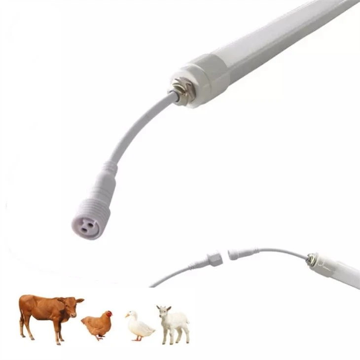 lighting in poultry houses